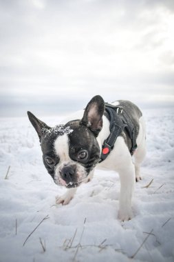 Fransız buldogu karda sahada koşuyor. Karda kış eğlencesi.