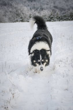 Üç renkli Sınır Çobanı karda sahada koşuyor. O çok yumuşak bir köpek..