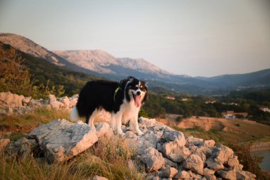 Hırvat topraklarında taşların üzerinde duran bir köpek. Denizin üstünde duran bir köpek. Güzel manzara