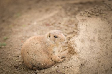 Hayvanat bahçesinde meyve yiyen bir sincap. Doğayla iç içe hayvanat bahçesi.