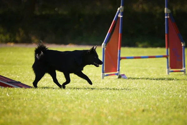 Hunden Springer Smidiga Sågar Hon Otrolig Hund Smidighet — Stockfoto