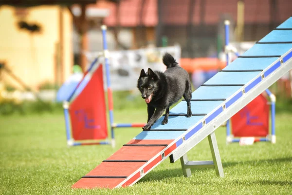 Cão Está Correndo Parque Agilidade Caminhada Cão Ela Ensina Algo — Fotografia de Stock