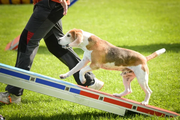 Köpek çeviklik testere ile koşuyor. Çeviklik konusunda inanılmaz bir köpek..
