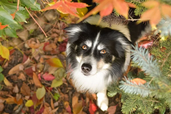 Jesienny Portret Granicznego Collie Jest Taki Słodki Liściach Taką Śliczną — Zdjęcie stockowe