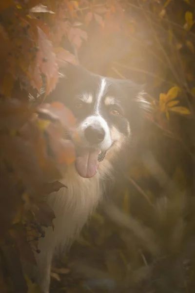 Осенний Портрет Пограничного Колли Милый Листьях Такое Милое Лицо — стоковое фото