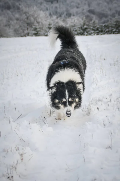 Tricolor Border Collie Está Corriendo Campo Nieve Perro Muy Esponjoso — Foto de Stock