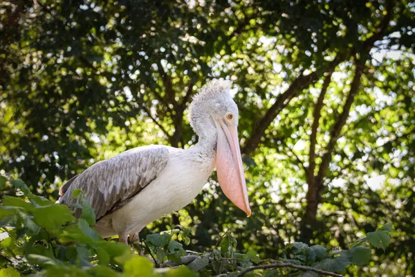Zoos Porträt Eines Pelikans Der Auf Einem Baum Steht Sie — Stockfoto