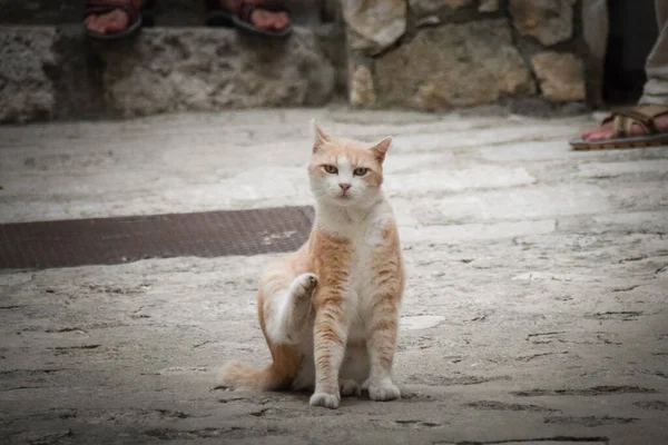 Kočka Městě Chorvatsku Turisté Mohou Pohladit Zbloudilá Kočka — Stock fotografie