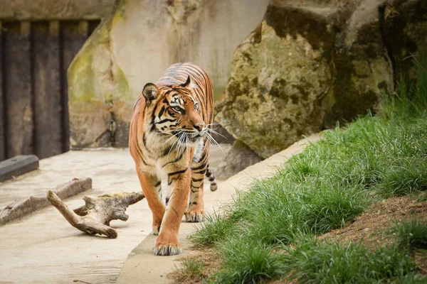 Tigre Asiático Hábitat Del Zoológico Está Esperando Cuidador Animales — Foto de Stock