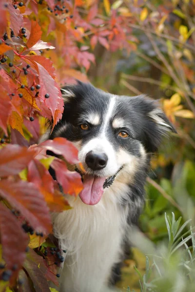 Jesienny Portret Granicznego Collie Jest Taki Słodki Liściach Taką Śliczną Obraz Stockowy
