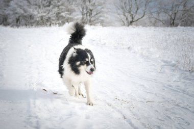 Üç renkli Sınır Çobanı karda sahada koşuyor. O çok yumuşak bir köpek..