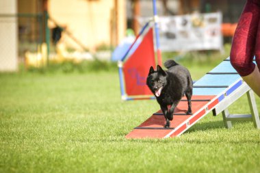 Köpek köpek gezintisinde çeviklik parkında koşuyor. Rekabet için yeni şeyler öğretiyor..