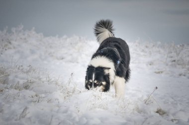 Üç renkli Sınır Çobanı karda sahada koşuyor. O çok yumuşak bir köpek..