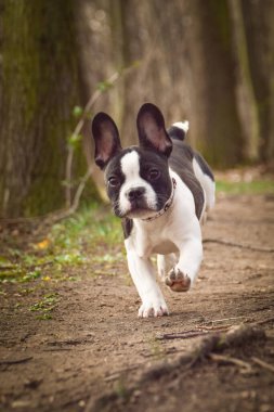 Fransız bulldog köpeğinin sonbahar portresi sahada. Bu suratla çok tatlı görünüyor. Çok güzel bir yüzü var..