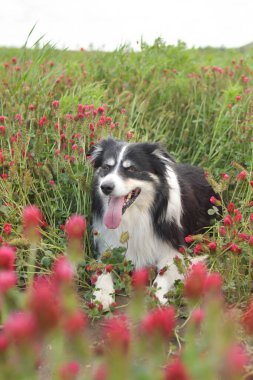 Yetişkin Collie, Crimson Clover 'da oturuyor. Bunu çok istiyor..