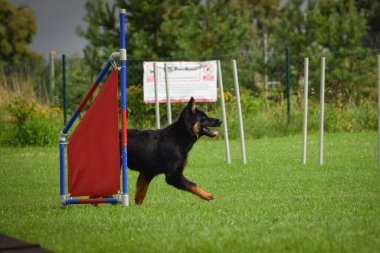 Dog is teaching new things on training. playing outside in the grass. He is so crazy dog on trip.