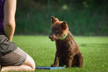 Dog is teaching new things on training. playing outside in the grass. He is so crazy dog on trip.