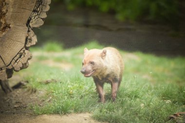 Czech hayvanat bahçesindeki habitatta orman köpeği. Orman köpeği tutsak bir hayvandır.