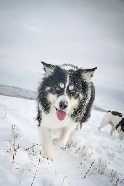 Tricolor Border Collie Running Field Snow Fluffy Dog — Stock Photo, Image