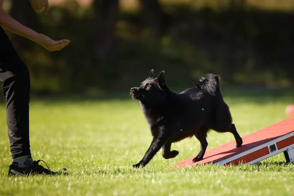 Köpek köpek gezintisinde çeviklik parkında koşuyor. Rekabet için yeni şeyler öğretiyor..