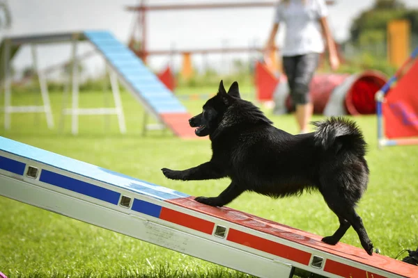 Köpek Köpek Gezintisinde Çeviklik Parkında Koşuyor Rekabet Için Yeni Şeyler — Stok fotoğraf