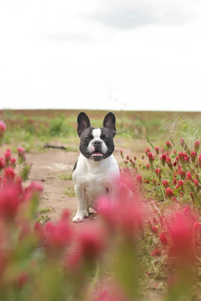 Welpe Einer Französischen Bulldogge Sitzt Purpurrotem Klee War Groß Dass — Stockfoto