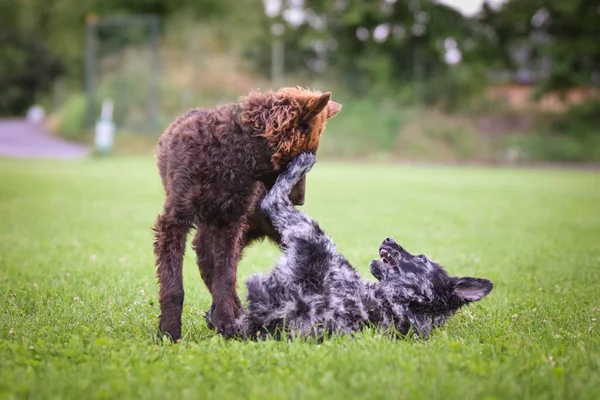 Dogs Playing Grass Crazy Dog Trip — Fotografia de Stock