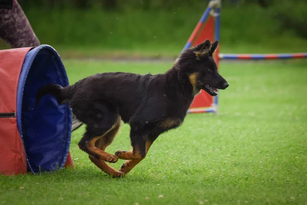 Dog Teaching New Things Training Playing Grass Crazy Dog Trip — Stok fotoğraf
