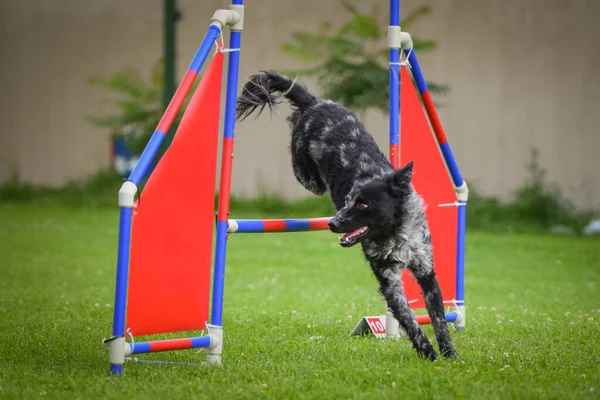 Hund Springt Über Die Hürden Toller Tag Tschechischen Agility Privattraining — Stockfoto