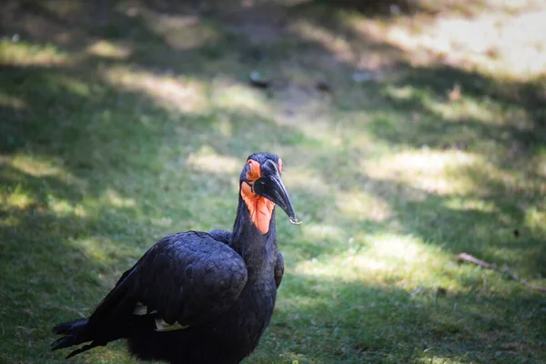 Pájaro Negro Zoológico Día Otoño Zoológico —  Fotos de Stock