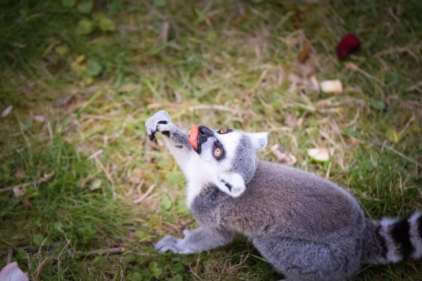 Lemur Kata Está Comiendo Fruta Paliza Que Encontró Suelo —  Fotos de Stock
