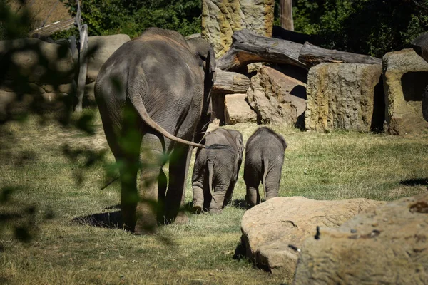 動物園の生息地のインドゾウ 母を持つ赤ちゃん象 — ストック写真