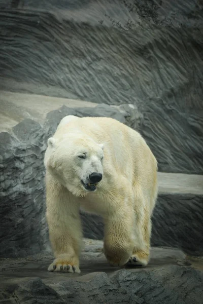 Hayvanat Bahçesindeki Kutup Ayısı Tutsak Bir Hayvan Kuzey Ayısı — Stok fotoğraf