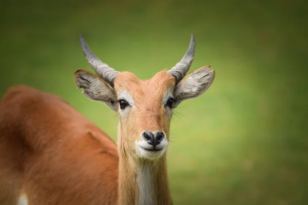 Antilop Çitin Yanındaki Hayvanat Bahçesinin Çimlerinde Duruyor Yaşayacak Yerleri Yok — Stok fotoğraf