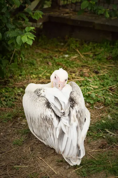 Ağaçtaki Pelikanın Hayvanat Bahçesindeki Portresi Hayret Verici Hayvanlar Çok Iyi — Stok fotoğraf
