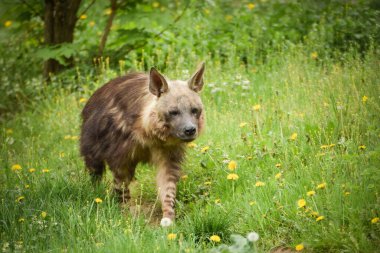 Hyaena brunnea hayvanat bahçesinde duruyor. Uzun saçlı, güzel bir hayvan..