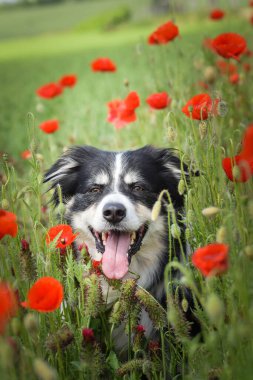 Yetişkin Sınır Köpeği, Kızıl Yonca 'nın üzerinde duruyor. Bunu çok istiyor..