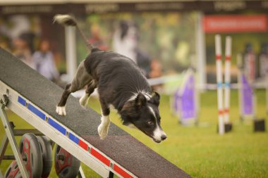 Köpek çeviklik testere ile koşuyor. Çeviklik konusunda inanılmaz bir köpek..