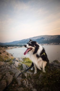 Hırvat topraklarında taşların üzerinde duran bir köpek. Denizin üstünde duran bir köpek. Güzel manzara