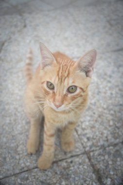 Oteldeki kedi. Şirin hayvan hayatı vahşi ve insanların yanında özgür..