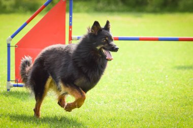 Köpek çimenlerde koşuyor. O çok çılgın bir köpek..