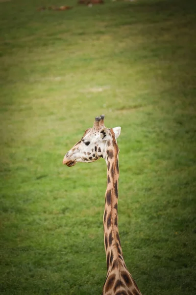 Jirafa Angoleña Giraffa Camelopardalis Angolensis También Conocida Como Jirafa Namibia — Foto de Stock