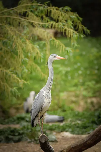 Ashen Egret Parada Agua Pájaro Estanque —  Fotos de Stock
