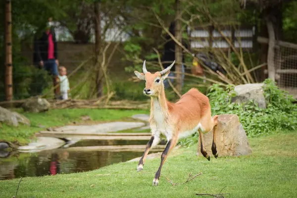 Antelope Está Correndo Grama Zoológico Perto Cerca Eles Não Têm — Fotografia de Stock