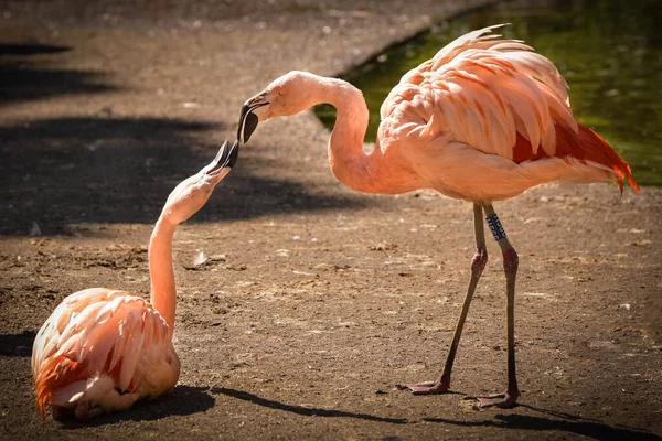フラミンゴのペアは動物園で通信している ピンクの頭の素晴らしい動物 — ストック写真