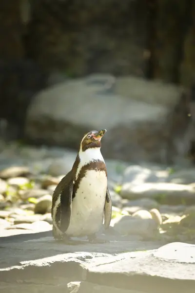 Ein Humboldt Pinguin Spheniscus Humboldti Einem Tschechischen Zoo Sie Haben — Stockfoto