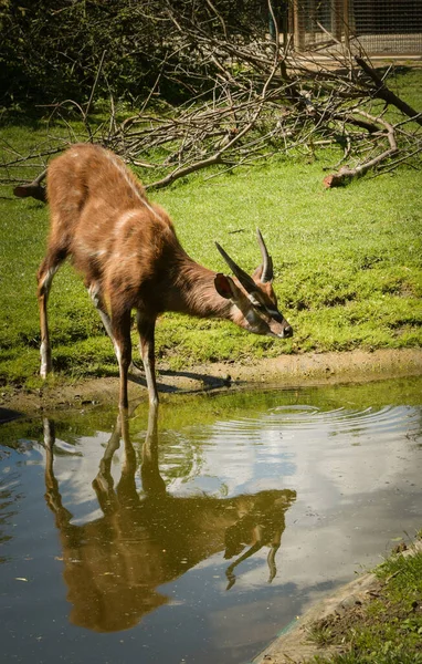 Antilop Çitin Yanındaki Hayvanat Bahçesinde Suyun Içinde Duruyor Yaşayacak Yerleri — Stok fotoğraf
