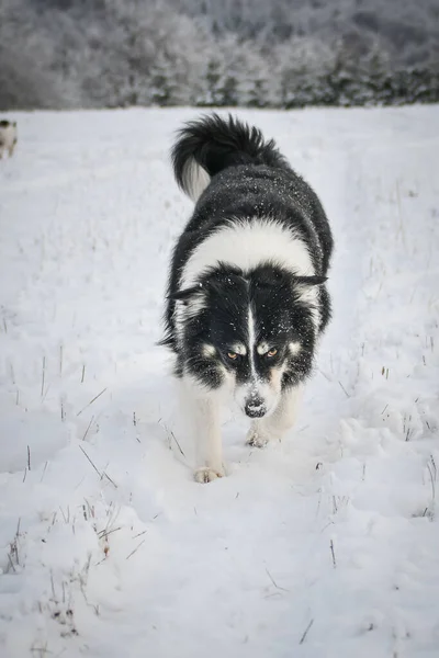Dogs Running Field Snow Winter Fun Snow — Stock Photo, Image