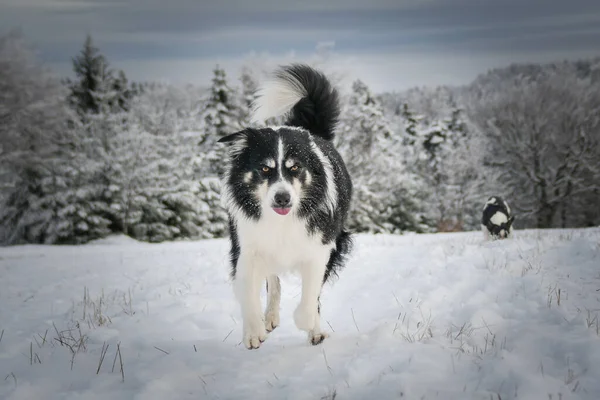 Cães Correr Por Campo Neve Diversão Inverno Neve — Fotografia de Stock