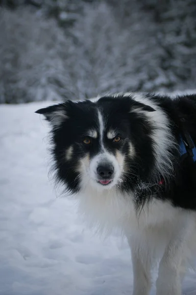 Tricolor Frontieră Collie Este Picioare Teren Zăpadă Câine Pufos — Fotografie, imagine de stoc